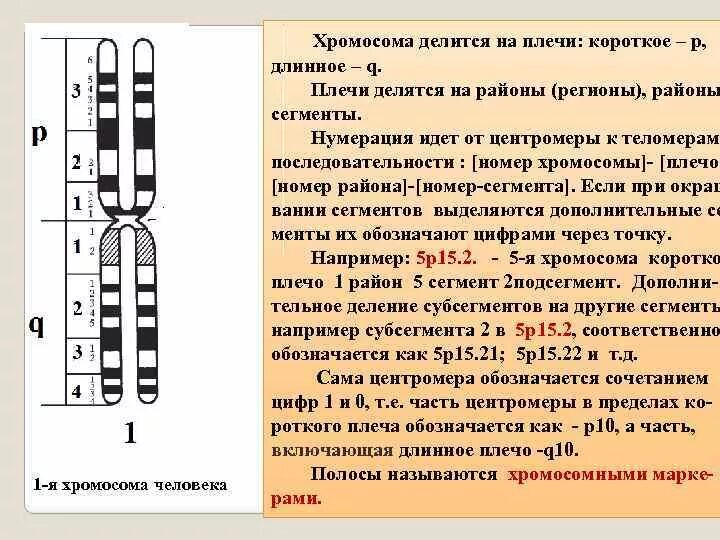 Схематическое строение хромосомы. Длинное плечо хромосомы. Сегменты хромосом. Короткое и длинное плечо хромосомы. Местоположение генов в хромосоме