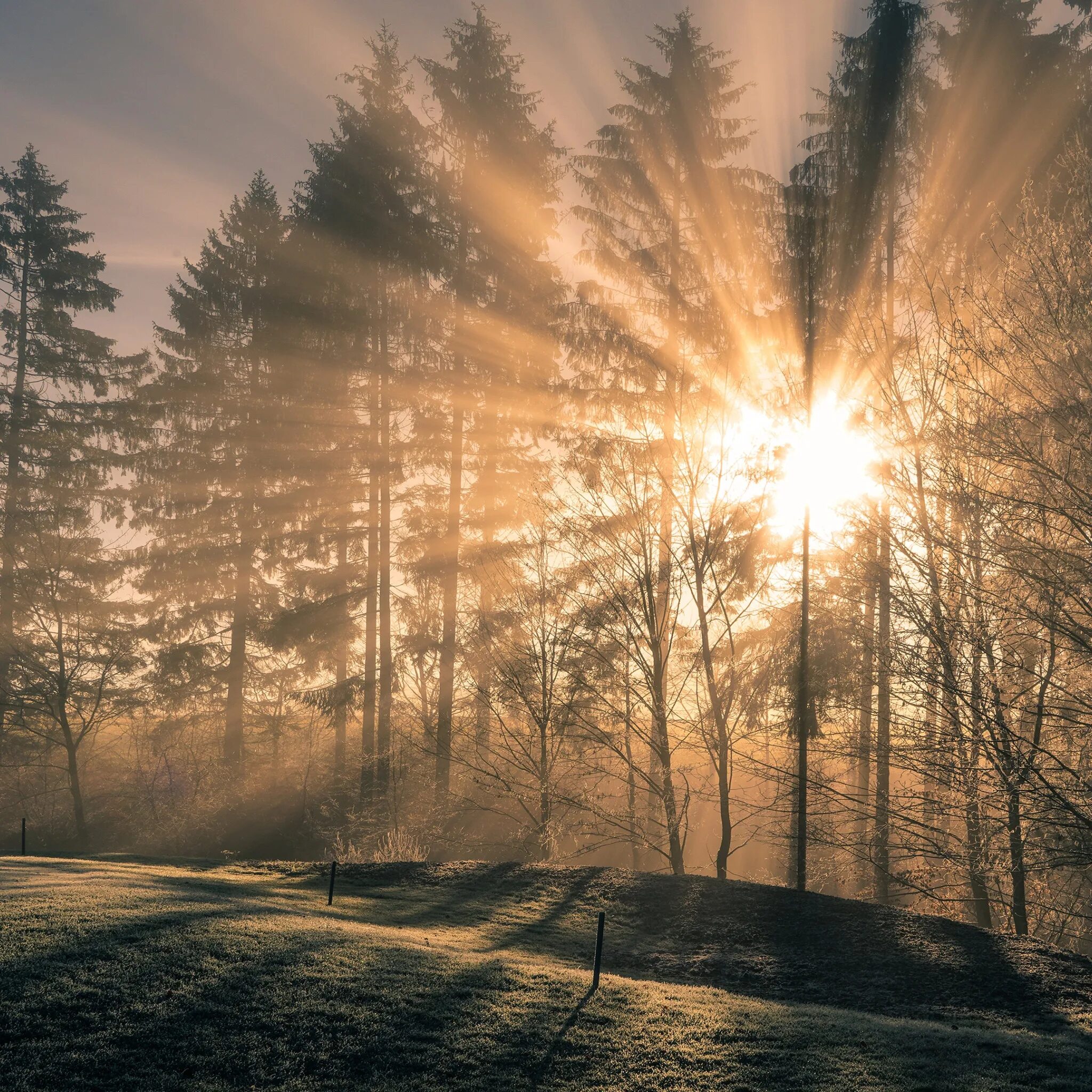 Первые лучи солнца пролетев. Лучи солнца. "Солнце в лесу". Лес туман солнце. Солнечный лес.