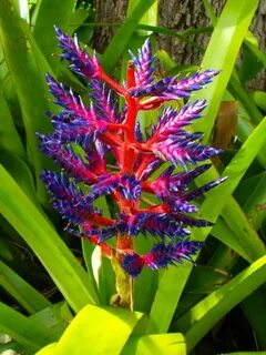 Exotic plants