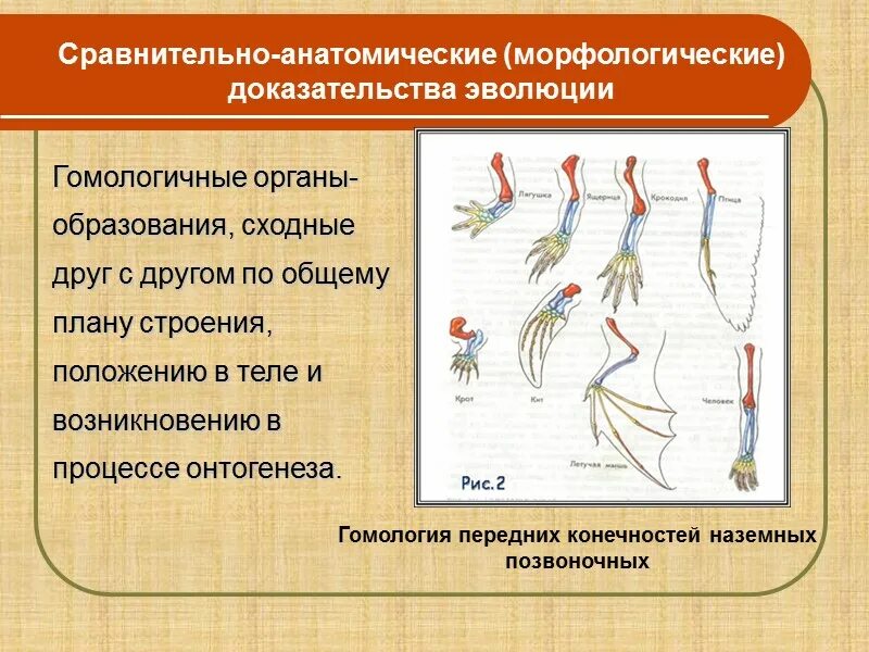 Группы изучения эволюции. Доказательства эволюции. Морфологические,палеонтологические. Таблица доказательства эволюции эмбриологические морфологические. Макроэволюция доказательства эволюции сравнительно анатомические.