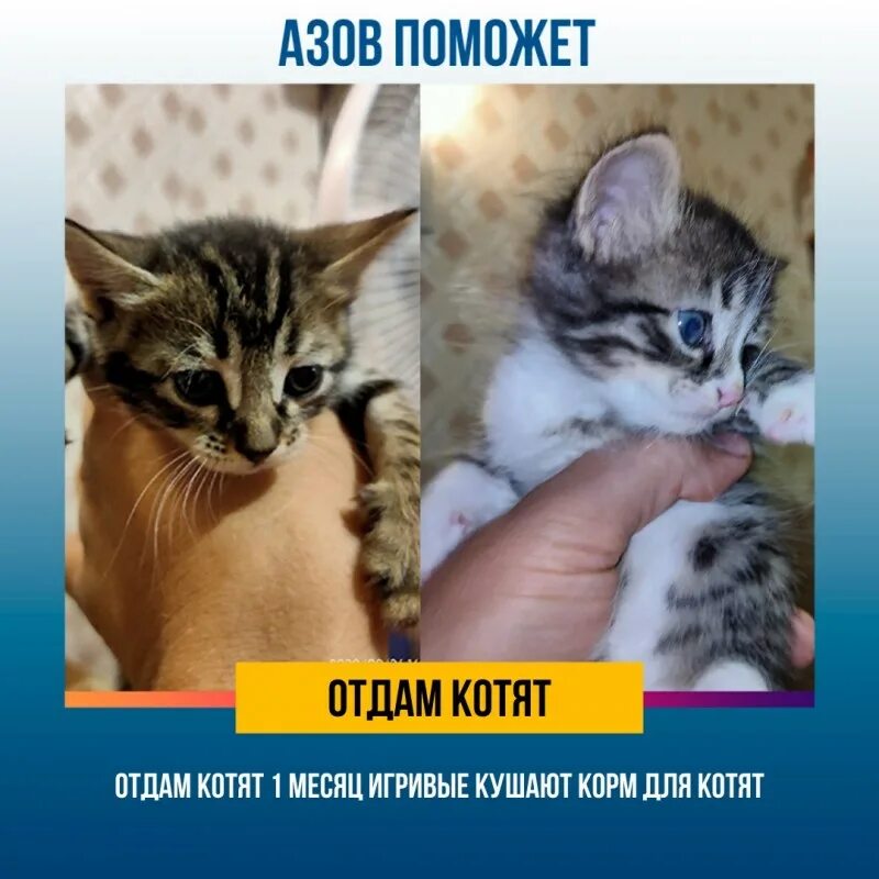 Месяц котятам можно отдавать. Возраст котенка. Недельные котята. Отдам кошку. Когда можно забирать котенка от кошки.