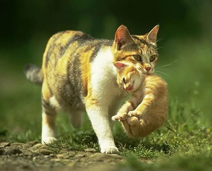 кот кусает кота за холку. котик кусь. кошка несет котенка. детеныш кошки. кот кусает собаку.