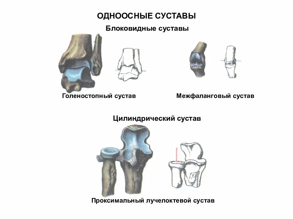 Цилиндрический сустав пример. Одноосный блоковидный сустав. винтообразный сустав пример. типы суставов блоковидный цилиндрический. одноосные блоковидные суставы примеры.