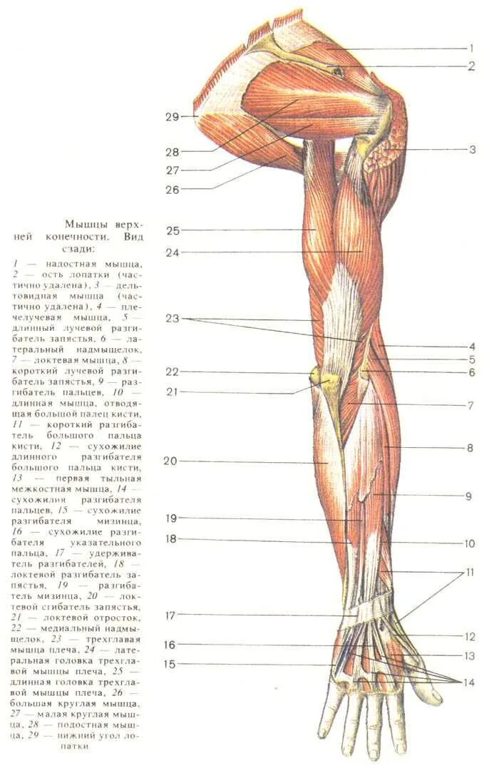 Части руки человека. Мышцы верхней конечности анатомия строение. Поверхностные мышцы верхних конечностей анатомия. Мышцы верхних конечностей мышцы верхней конечности. Мышцы верхней конечности сзади анатомия.