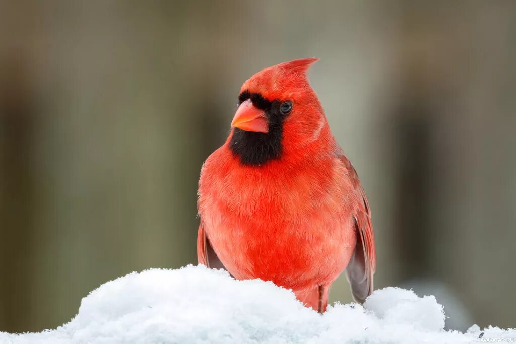 Красная птица. Птица с красной мордой. Птица с красным лбом. Птица с красным хохолком.