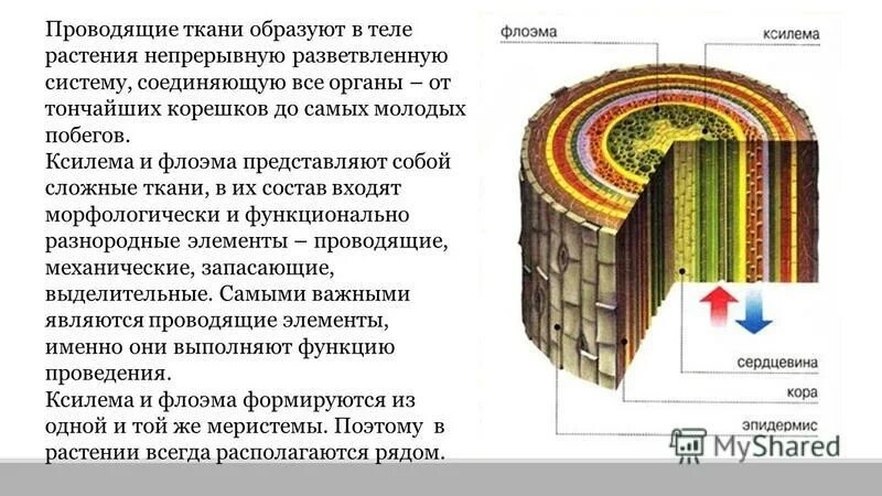 Проводящая ткань трахеиды образовательная ткань. Проводящая ткань растений 6 класс биология. Проводящие ткани растений трахеиды. Строение проводящий ткани. Ситовидные трубки и трахеиды.
