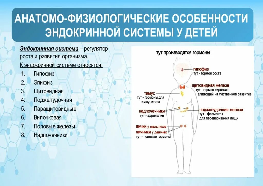 Эндокринология презентация. Эндокринная система детей гормоны таблица. Афо детей школьного возраста эндокринная система. Анатомо-физиологические эндокринной железы у детей. Особенности эндокринных желез у детей.