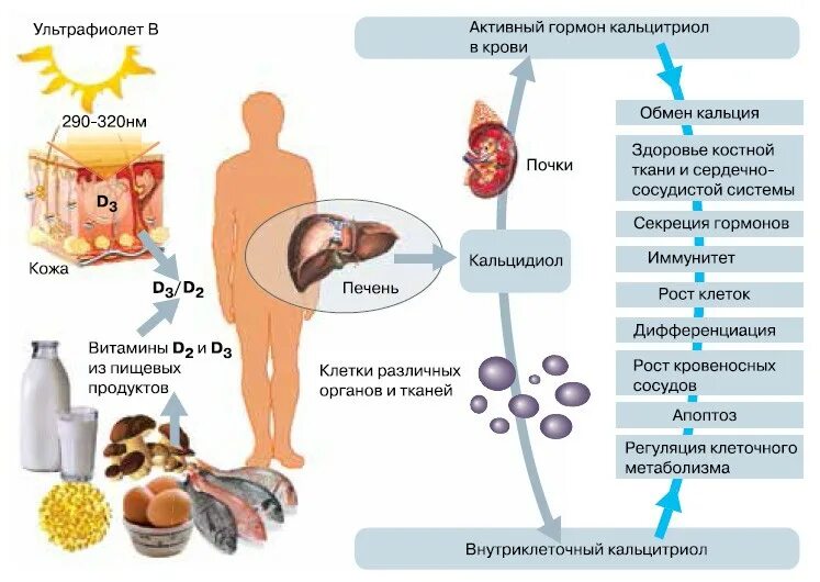 Чем помогает д3. Витамин д роль в организме. Действия витамина д на организм человека. Участие витамина д3 в обмене веществ. Схема метаболизма витамина д3.