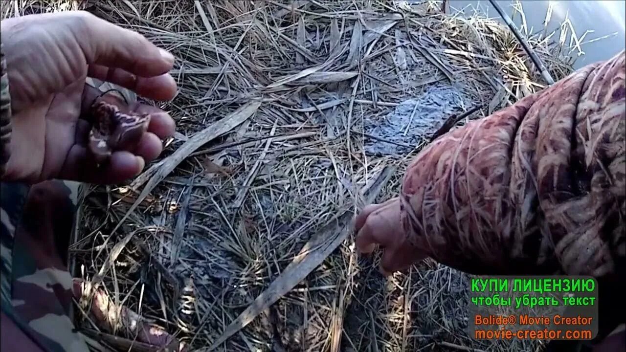 Войлок на сома. Войлок на сома