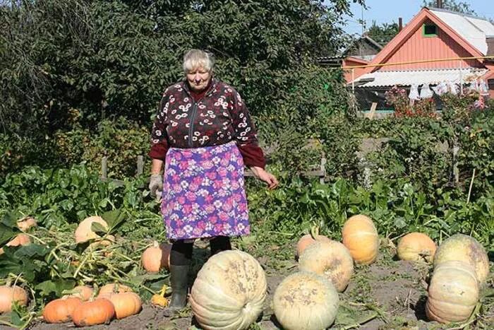 Можно ли сажать тыкву рядом. Тыква в огороде. Тыква растет. Декоративные тыквы в огороде. Тыква на огороде вырастить.