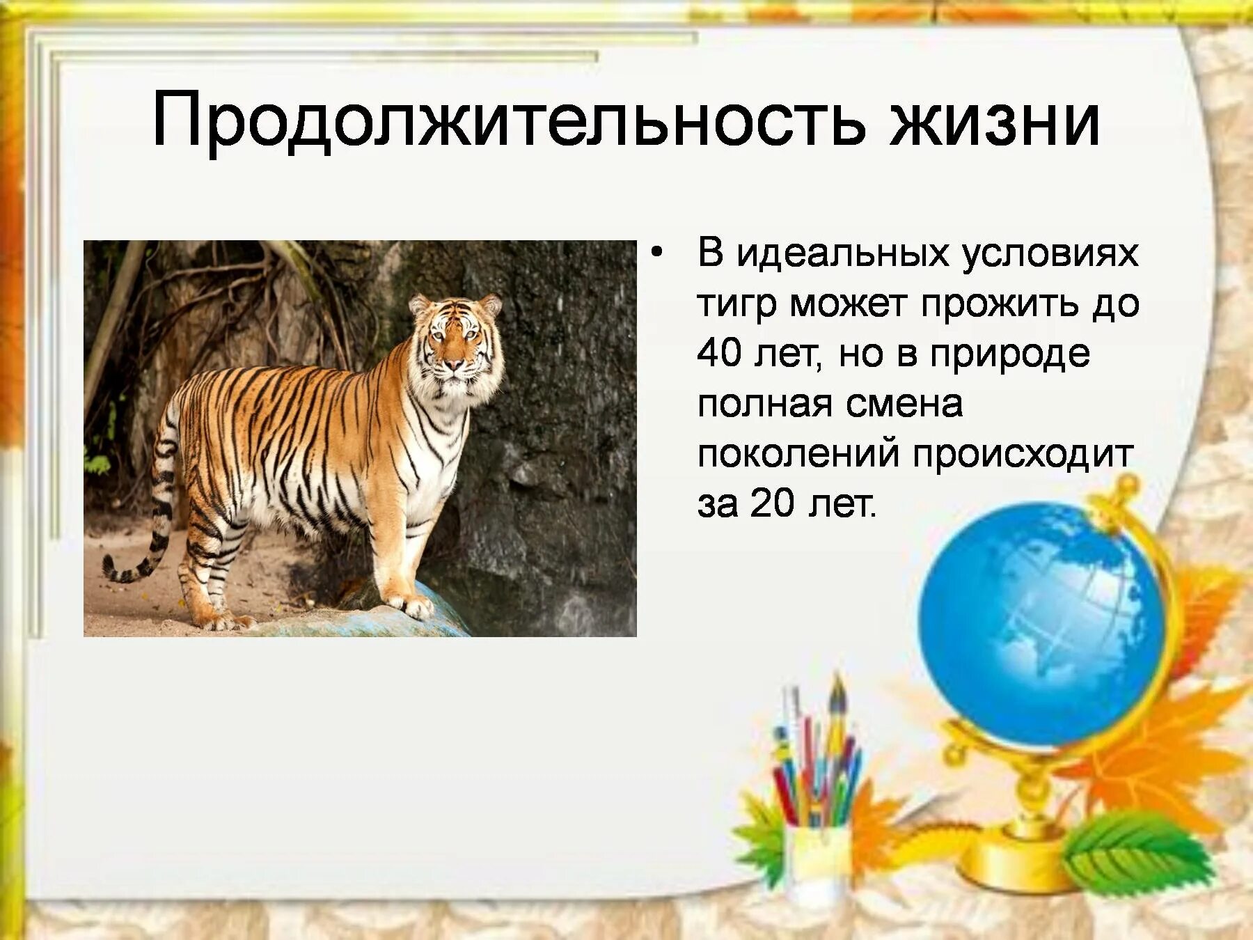 Сколько живут все животные. Продолжительность жизни Амурского тигра. Продолжительность жизни тигра в природе. Средняя Продолжительность жизни Амурского тигра. Уссурийский тигр Продолжительность жизни.