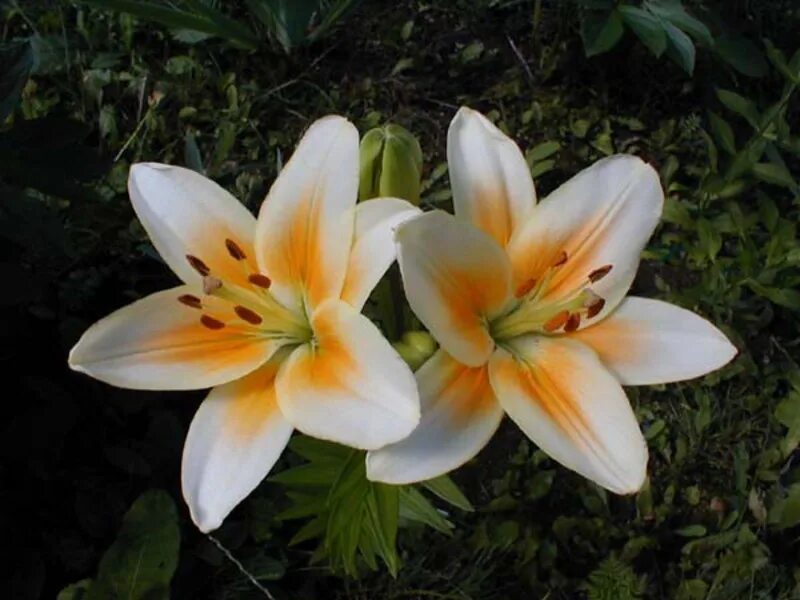 Сколько стоят цветы лилии. . Азиатские гибриды Asiatic Hybrids. Лилии длинноцветковые гибриды. Лилия Ямхилл. Сорт лилии Дивайн.