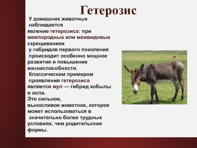 Метод селекции гетерозиса у животных. Методы селекции гетерозис. Гетерозис в животноводстве. Гетерозис примеры животных. Гибрид это простыми словами