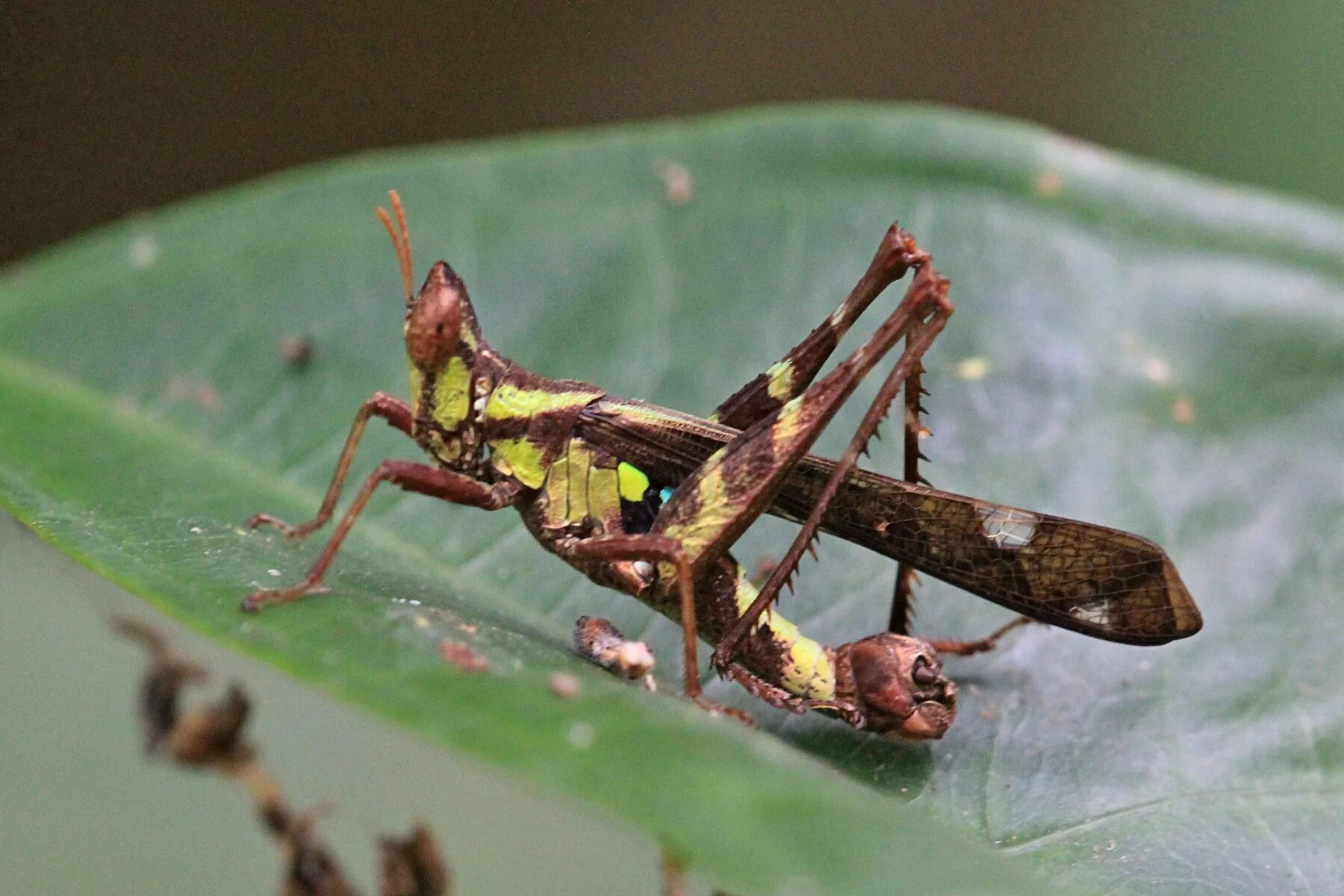 кобылка желтая. яйцеклад кузнечика. прямокрылые насекомые саранча. Chorthippus parallelus (конек короткокрылый. самка кузнечика с яйцекладом.