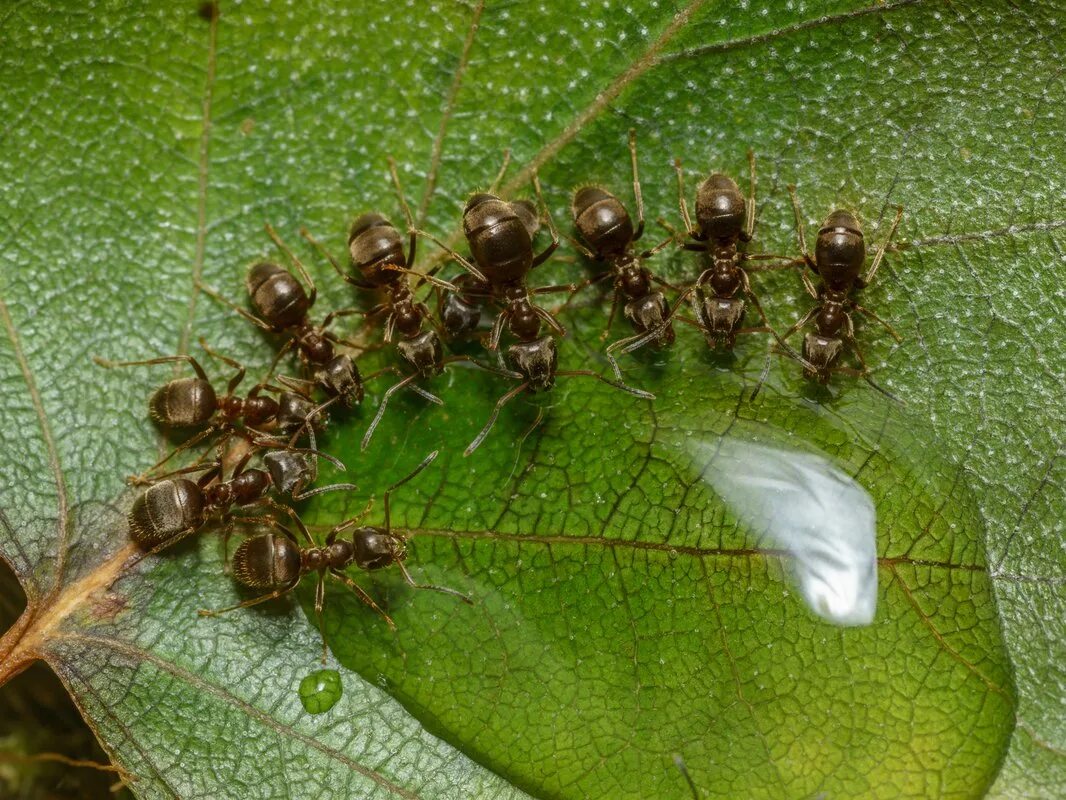 Муравьиный вид. Кампонотус Ламери. Матка муравья. Кампонотус Балдачи. Мутуализм муравья и ЛИСТОРЕЗА.
