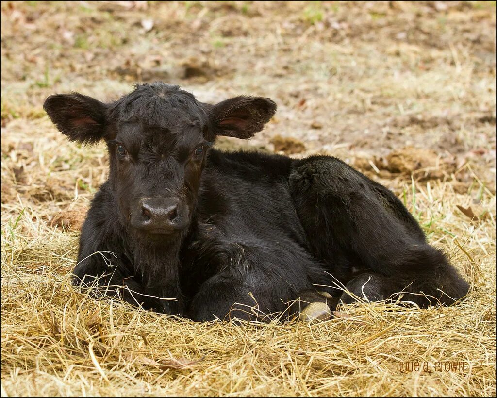 Абердин-ангусская корова теленок. Порода Абердин Ангус. Теленок черный Ангус. Телята бычки Абердин ангусы.