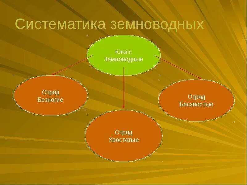 Класс земноводных классификация. Систематика амфибий. систематика класса амфибии. систематика земноводных. класс земноводные систематика.