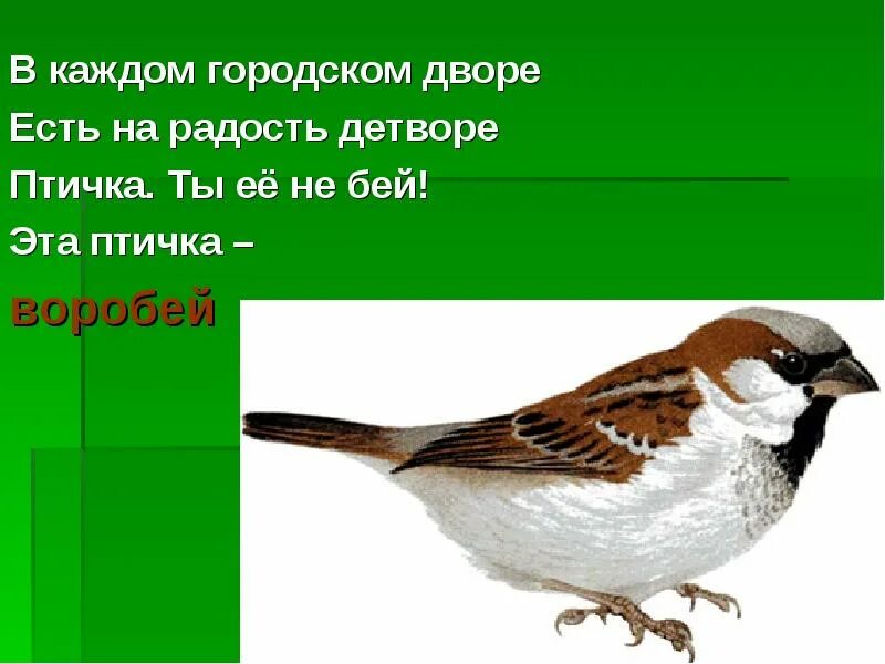 Эта птичка. Сообщение птицы дворовые. Птичка не Воробей. Воробей воробьи 2 класс русский язык