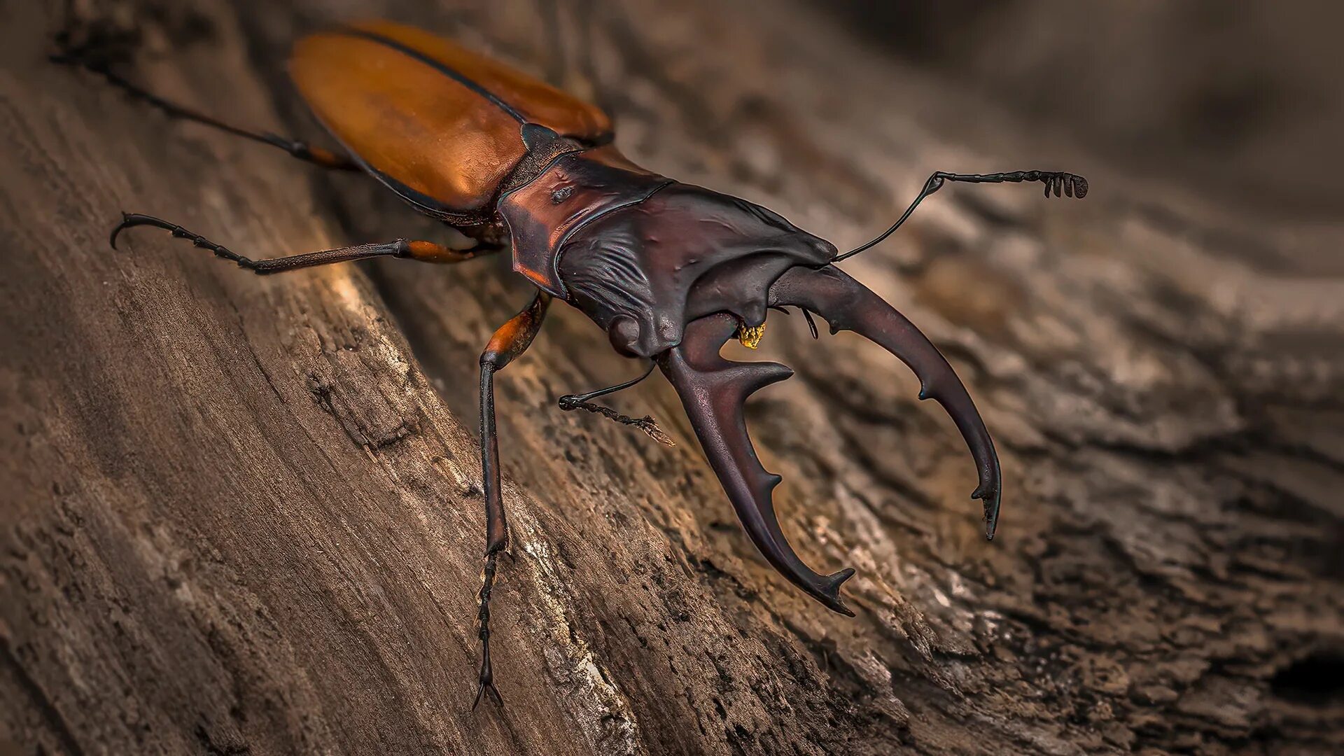 Энтомофаги жук пожарник. Жук большой черный водолюб. Жук бронзовка пятнистая. Nissan juke nismo. Жук обои.