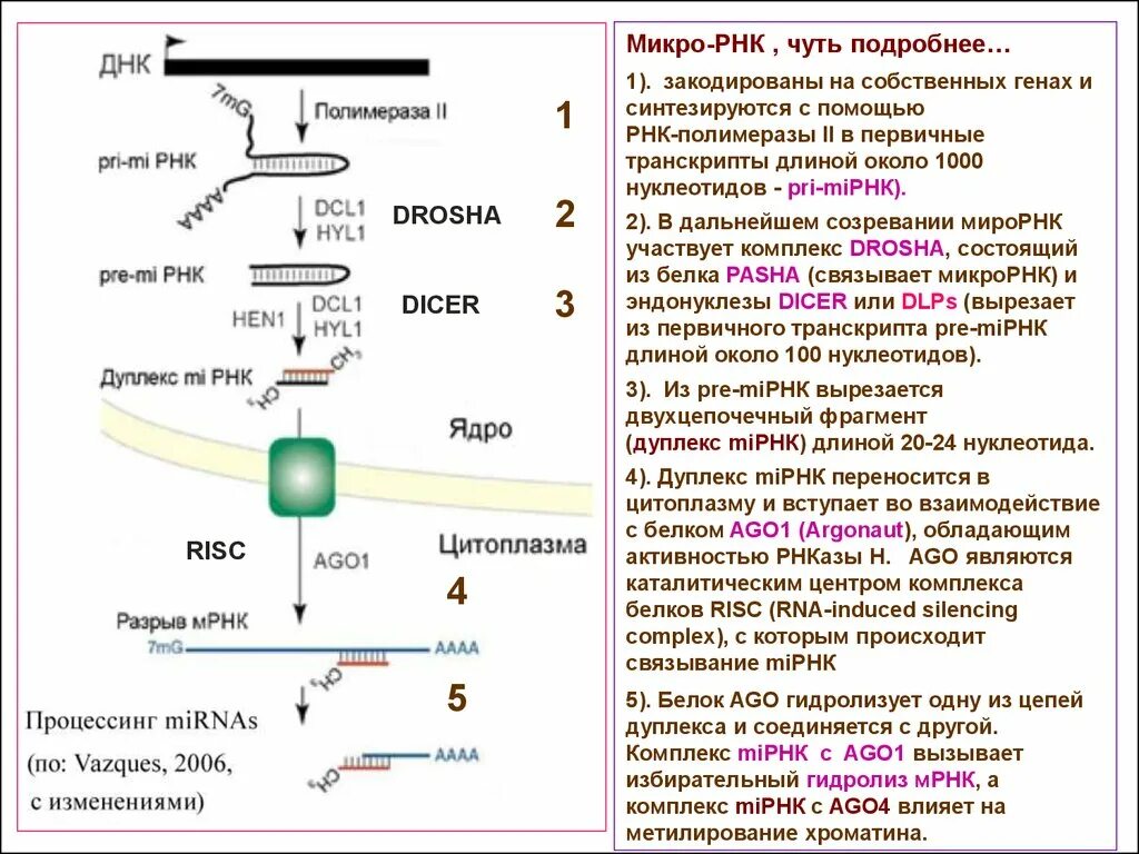 Микро РНК И их роль в регуляции экспрессии генов. Структура МРНК. РНК растений. Процессинг МИКРОРНК.