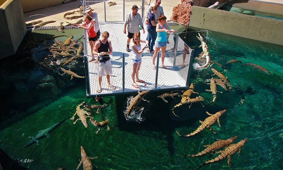 Crocosaurus Cove Австралия. Darwin Crocosaurus Cove Aquarium. Дарвин пляж с крокодилами. Бухта крокодил.