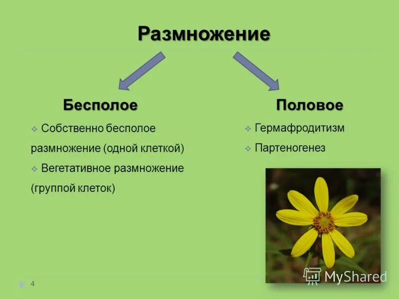 Биологическое значение бесполого размножения