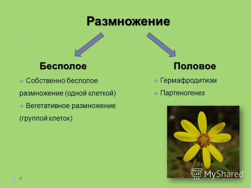 Каковы особенности бесполого размножения кратко