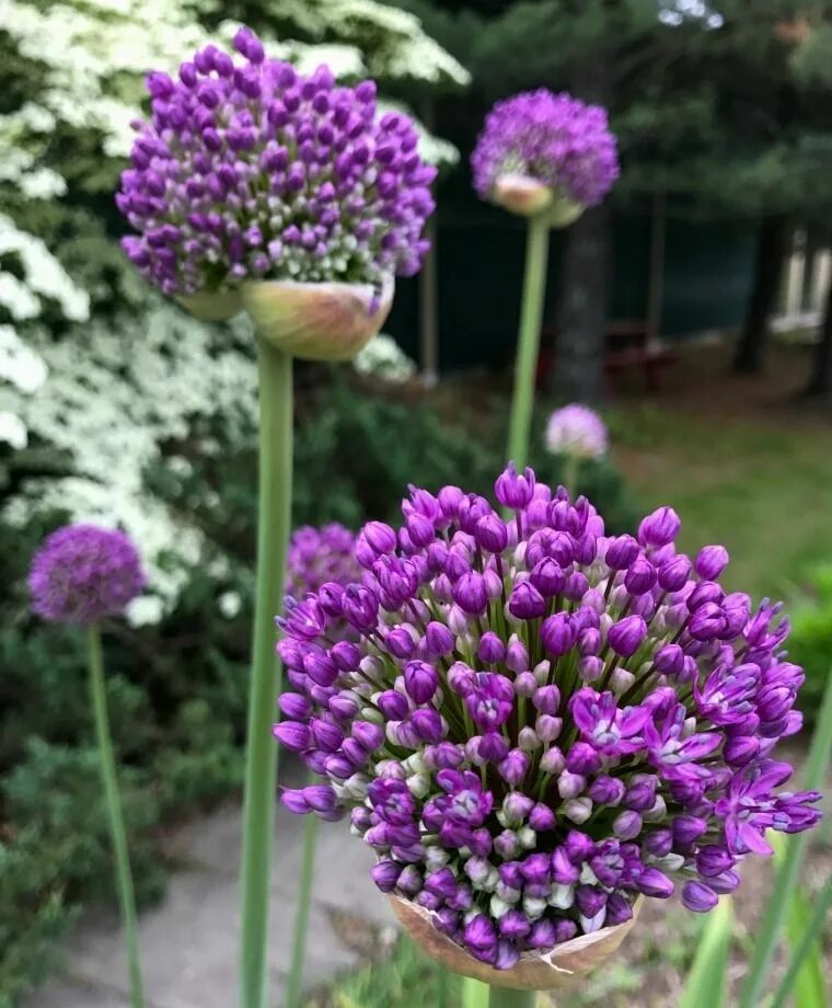 Аллиум Gladiator. Аллиум саммер драммер. Аллиум Gladiator "Гладиатор". Allium Gladiator Allium 'Gladiator'-аллиум Гладиатор.