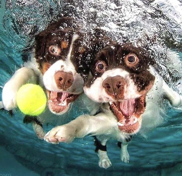 Веселая собака. Забавные собаки. Веселый щенок. Животные под водой. Funny pets 2