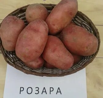 Сорт розара характеристики