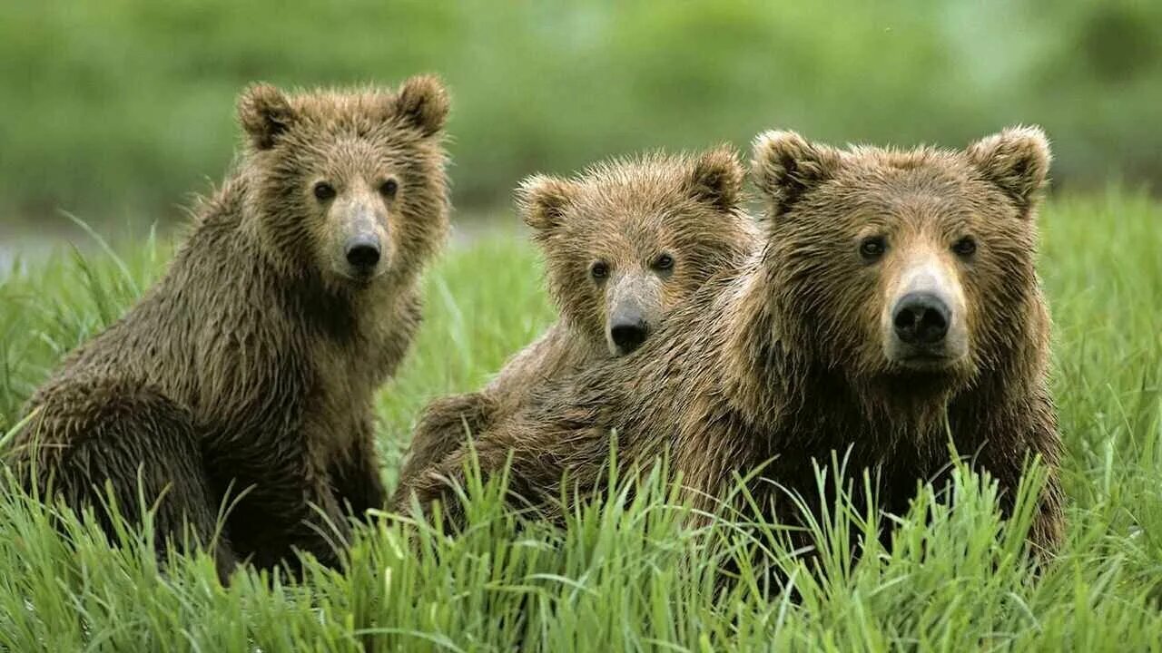 Бурый медведь с медвежатами. Медведь гризли на задних лапах. Bear cubs dress ups. Среда обитания бурого медведя. More bears.