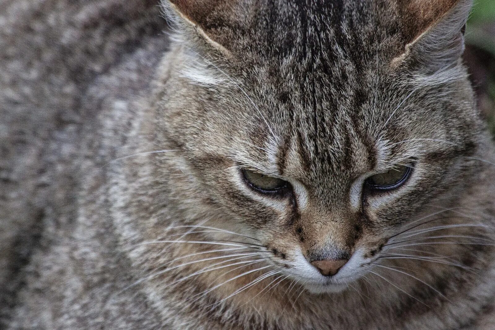 Кот домен