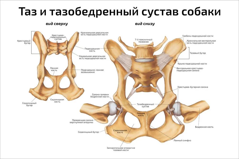 Сочленение костей таза. Тазобедренный сустав собаки анатомия. кости таза анатомия рентген. анатомия костей таза собаки. строение таза собаки.