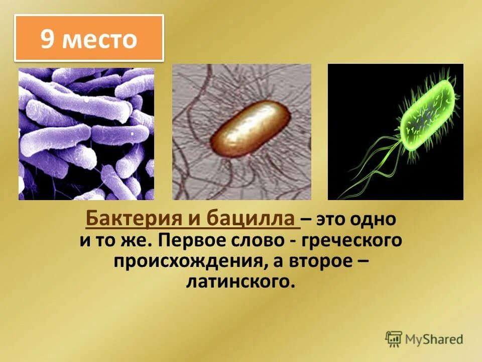 Происхождение бактерий. Бациллы бактерии. Бациллы бактерии характеристика. Бациллы сообщение. Сообщение о бактерии бацилла.