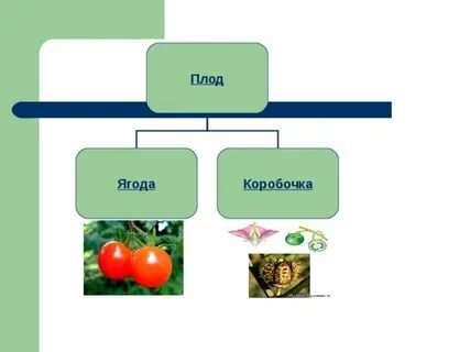 Плоды ягода или коробочка крестоцветные или пасленовые