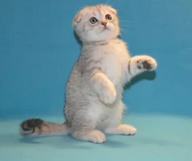 Питомник шотландских кошек