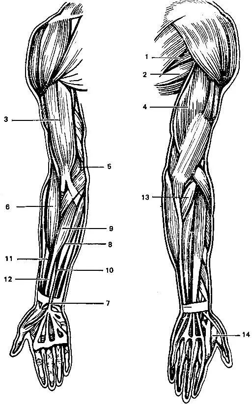 Поверхностные мышцы верхних конечностей. Мышцы верхней конечности анатомия. .Мышцы верхней конечности (плечо и предплечье).