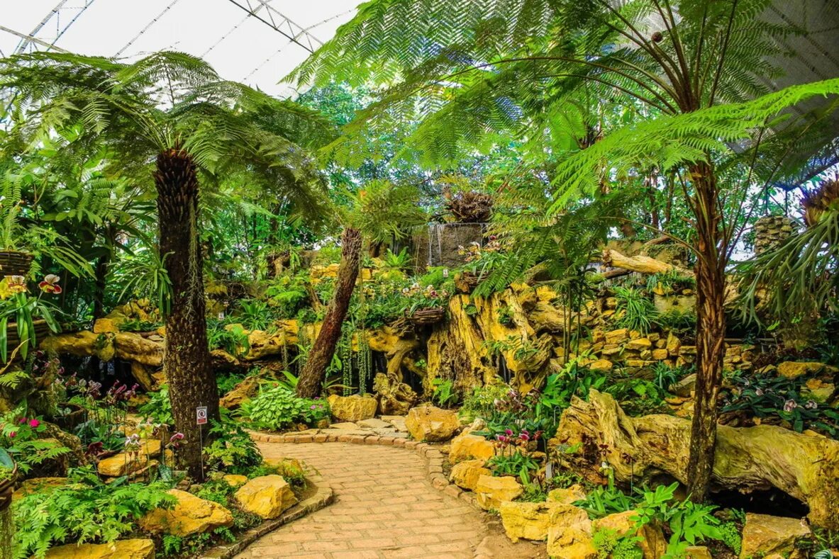 сад субтропиков. субтропики италии. сочи ботанический сад дендрарий. тропическая оранжерея в ботаническом саду спб. оранжереи ботанического сада санкт-петербург.