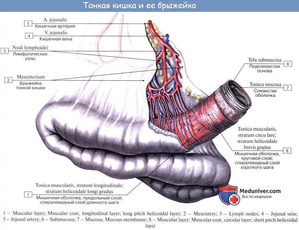 Двенадцатиперстная тощая подвздошная кишка. Брыжейка кишечника анатомия. Брыжейка толстой кишки строение. Брыжейка тонкой кишки анатомия латынь. Брыжейка подвздошной кишки латынь.