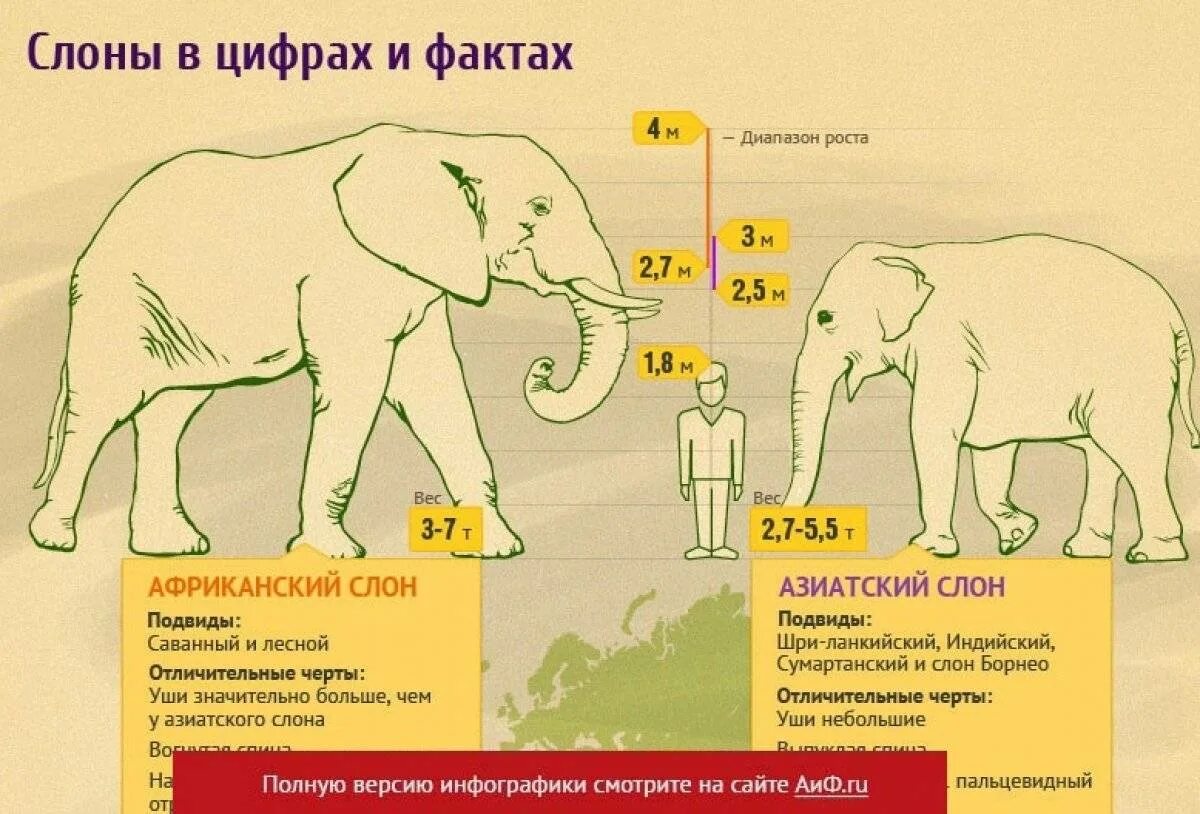 Рост африканского слона. Размеры слона. Африканский слон Размеры. Африканский и индийский слон сравнение. Какой тип развития характерен для африканского слона