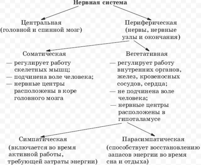 Виды нервной системы 8 класс. Отделы нервной системы таблица. Нервная система человека строение и функции таблица. Функции отделов нервной системы человека таблица. Строение нервной системы таблица.