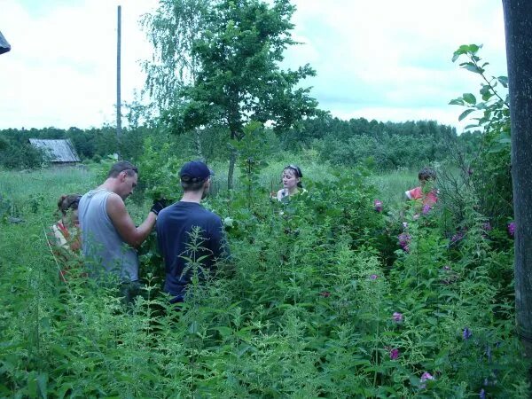 Погода в бурино. Вязники бурино. Бурино челябинская область. Вязники бурино. Буриные кедрышки.