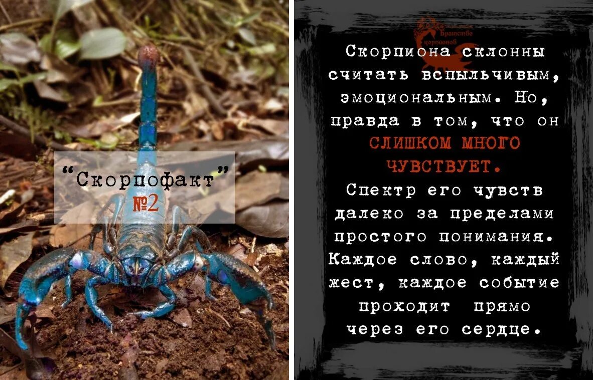 Скорпион ни слова о любви. Высказывания про скорпионов. скорпион цитаты. смешные фразы про скорпионов. афоризмы про скорпионов в картинках.