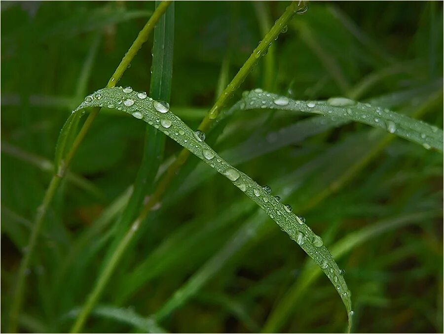 Запах после дождя. Запах после дождя. Запах после дождя. Потрикор. Город форкс пейзажи.