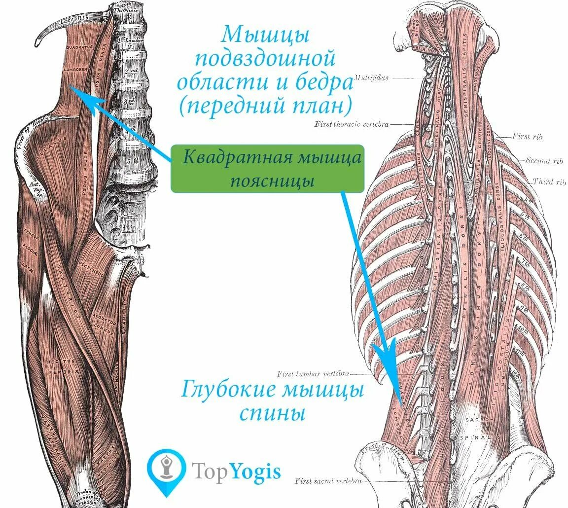 Поясница какие мышцы. Квадратная мышца поясницы анатомия функции. Квадратная мышца поясницы и большая поясничные мышцы. Квадратная мышца поясницы иннервация. Точки крепления квадратной мышцы поясницы.