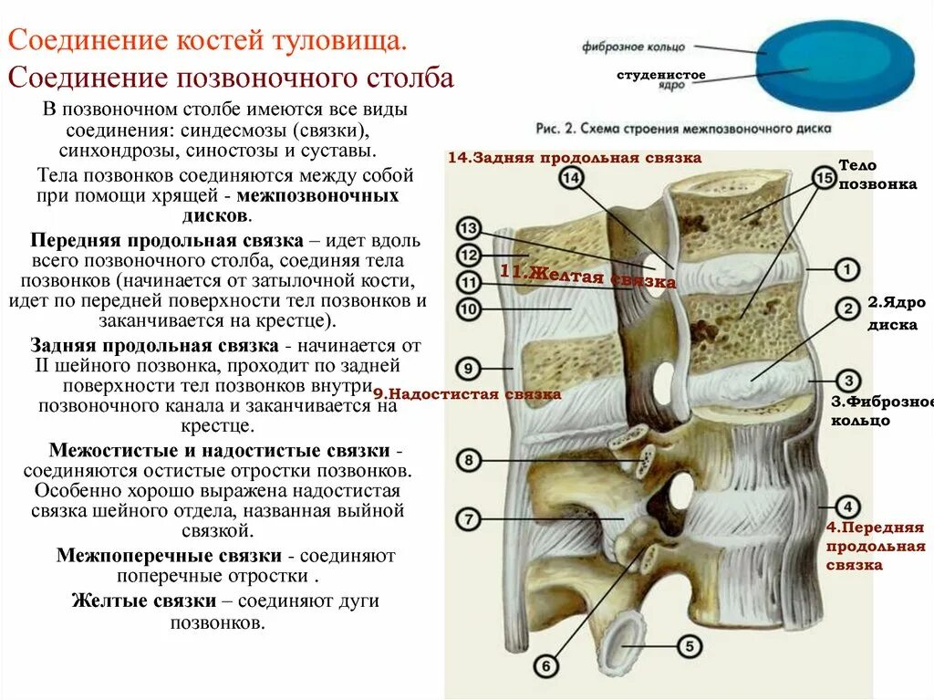 Связки тела. Соединение суставных отростков позвонков. Соединение позвоночного столба межпозвоночные диски связки. Соединение позвонков вид сбоку. Позвоночный столб соединение между позвонками.