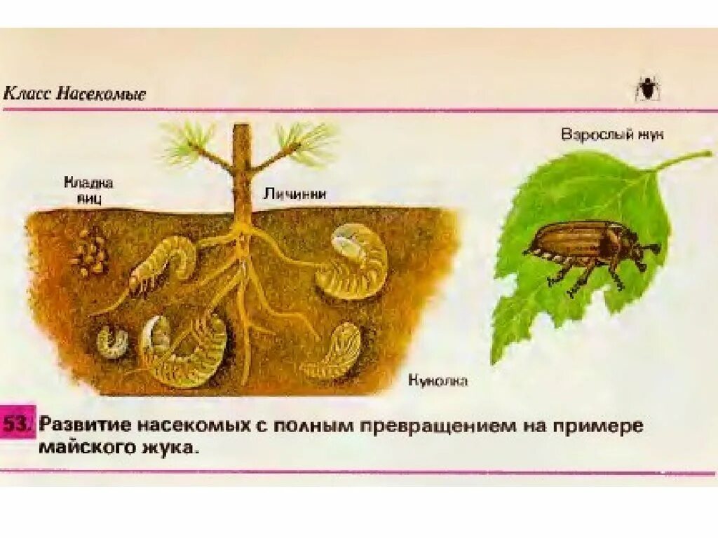 Майский жук корни деревьев