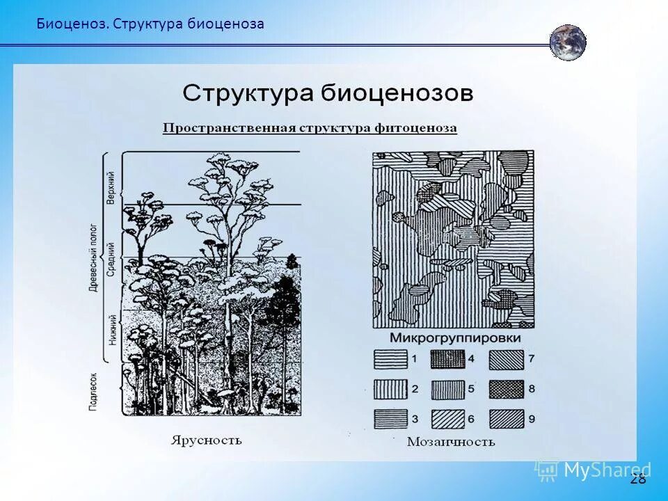 Основные ярусы составляющие вертикальную структуру. Структура биоценоза ярусность. Ярусность фитоценоза. Пространственная структура биоценоза. Видовая ярусность биоценоза.