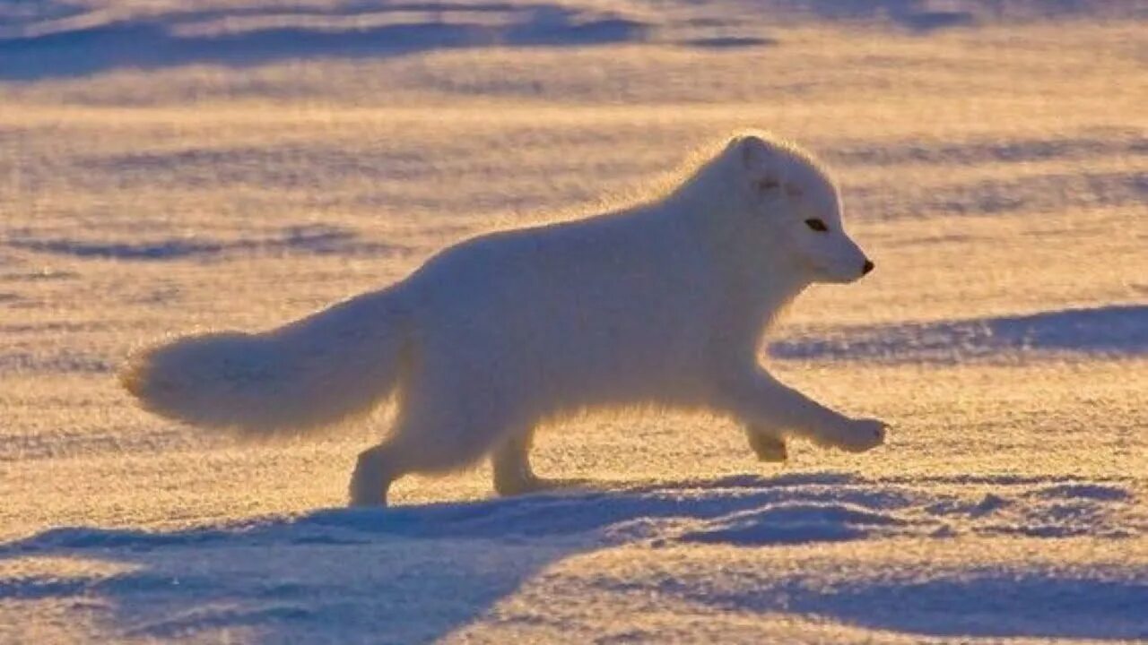 Какой зоне водятся белые медведи песцы лемминги. Песец арктических пустынь. Полярный песец Арктики. Песец в Арктике. Арктические пустыни песец.