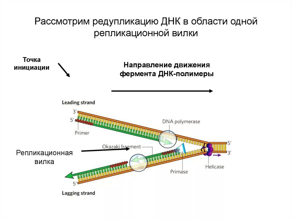 Материнская цепь днк. Репликация ДНК Репликационная вилка. Схема репликационной вилки ДНК. Схема репликационной вилки. Строение репликативной вилки.